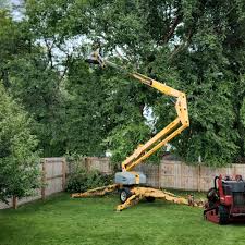 Best Palm Tree Trimming  in Xtonia, PA