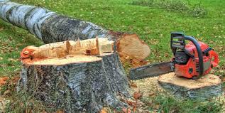 Paxtonia, PA Tree Care Company