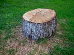 Best Stump Grinding and Removal  in Xtonia, PA