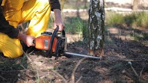 Best Tree Health Inspection  in Xtonia, PA