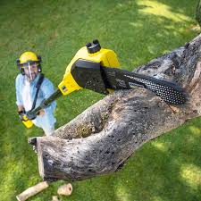  Xtonia, PA Tree Care Pros