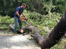 How Our Tree Care Process Works  in  Paxtonia, PA