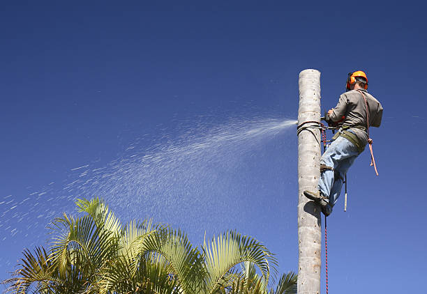 Best Commercial Tree Services  in Xtonia, PA