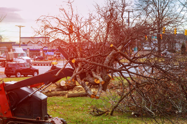 Best Leaf Removal  in Xtonia, PA