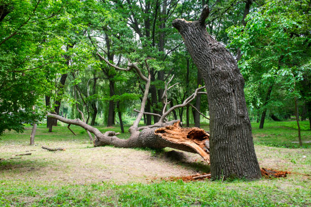 Best Utility Line Clearance  in Xtonia, PA