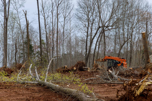 Best Tree Mulching  in Xtonia, PA
