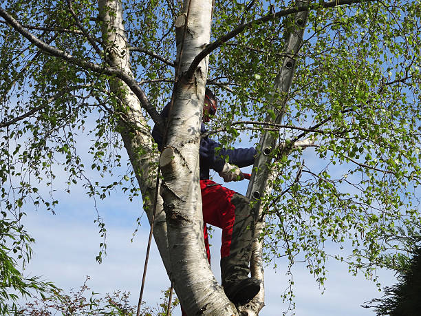 Best Arborist Consultation Services  in Xtonia, PA