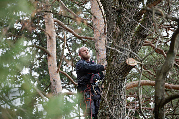 Best Tree and Shrub Care  in Xtonia, PA