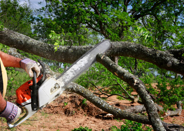 Best Tree Maintenance Programs  in Xtonia, PA
