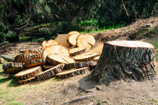 Best Tree Risk Assessment  in Xtonia, PA